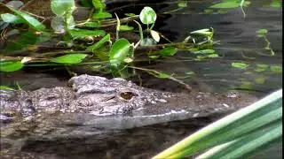 No Copyright Stock Footage - Crocodile
