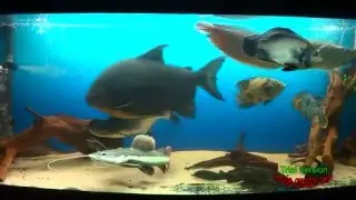 Аквариум с монстрами 2 monster fish tank