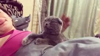 Алхимова кошка