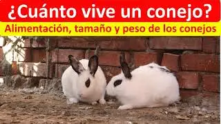 Cuanto vive un conejo