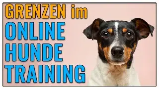Does online dog training make sense? What limitations do I see as a dog trainer? - TGH 333