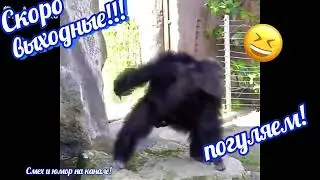 Скоро выходные, погуляем!!! Приколы с животными! Обезьяны танцуют!