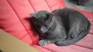 cats / gf1