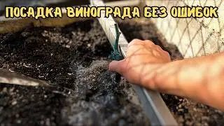 Как правильно посадить привитой виноград Одесский Чёрный. Все нюансы посадки!
