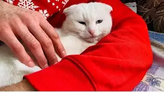 Deaf cat Alice / Cute video