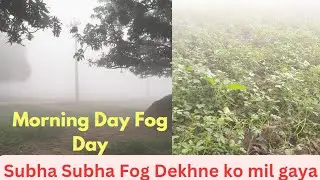 WAKE UP to a Magical Morning Fog Day | Morning Day Fog Day #fog #foggy