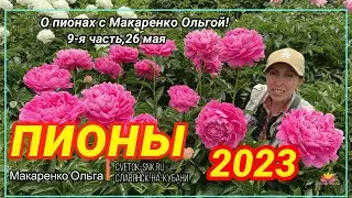 Цветение пионов 26 мая 2023 года / Сад Ворошиловой