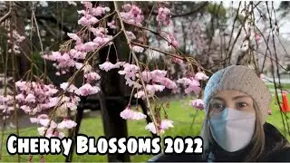 Cherry Blossoms @Omiya park 2022