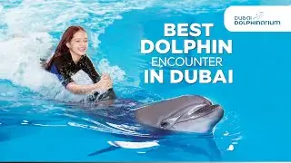 Best Dolphin Encounter in Dubai | Majestic Swim with Dolphins
