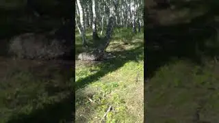 Петарда VS Ветки