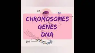 Chromosomes, DNA, Genes | Heredity Basics | Genetic Basics