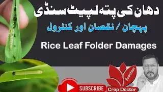 Damages of Rice Leaf Folder