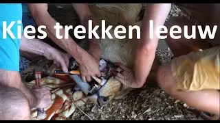Kies trekken leeuw