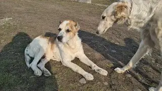 Спасённый пёс Граф ждёт блины