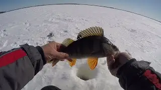 Пришлось постараться чтобы найти этих полосатых разбойников. Окунь на мормышку.