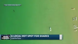Great white shark study lists Carpinteria as "hot spot" nursery for juveniles