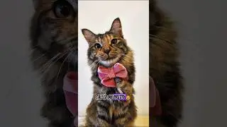 Cat's Selective Hearing 😹 #rescuekitty #kitten #cat #catshorts