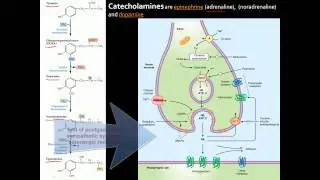 Autonomic Nervous System (ANS) - An overview of anatomy, divisions, receptors, and neurotransmitters