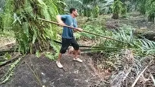 Lelah kerja panen sawit tapi hasil memuaskan