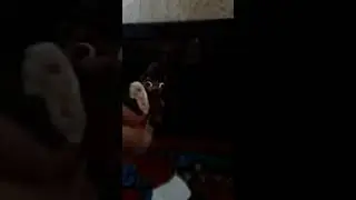 Фокси танцует чипи чипи