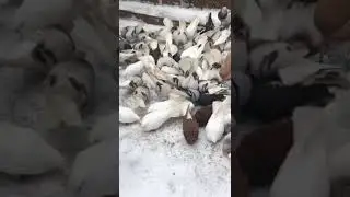 Голуби Паши Мельникова