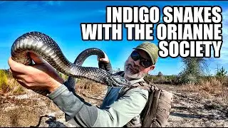 Catching Snakes and Turtles for the Environment | Indigo Snakes with the Orianne Society