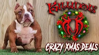 EXTREME AMERICAN BULLY PUPPIES FOR SALE FROM THE WORLD FAMOUS KILLINOIS KENNELS !!!