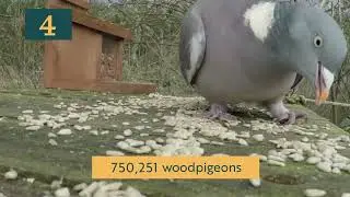 ‘Big Garden Birdwatch 2023: UK Top Ten’