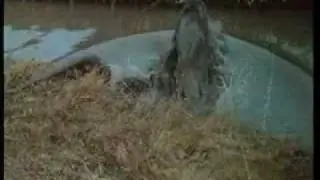 Tarka The Otter