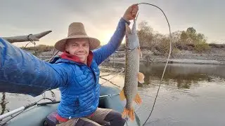 Осінній ЖОР щуки розпочався.