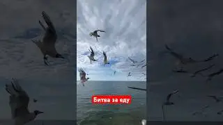 Битва за еду