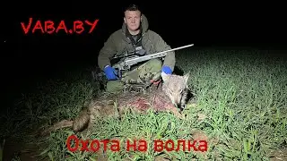 Охота на волка