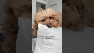 Каждый думает, что у него самая лучшая собака