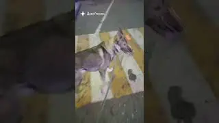 волчок Рич