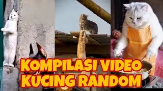 Memes Cats Compilations (Kumpulan Video Kucing Random) Part 3