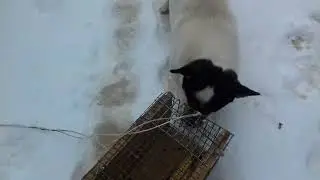 Живоловушка для щурів , мишей  працює 100 %.