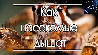 Как дышат насекомые | All About