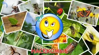 Насекомые. Учим насекомых. Малыш учит. Играем вместе. Игрушки и игры с детьми.