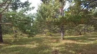 лесосеменная плантация