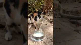 feeding kitten post tauktae storm !!
