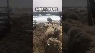 Run sheep’s, run! 