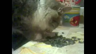 кот любит семечки ..