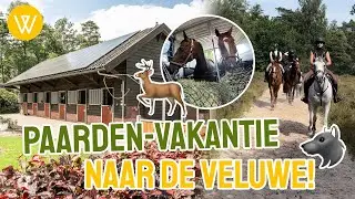 Met onze EIGEN PAARDEN op VAKANTIE naar de VELUWE! || Woudstee #1