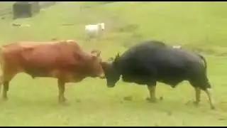 Batalla ruda TORO VS Búfalo GAUR.