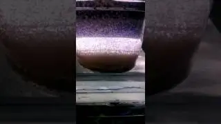 Rotifish Artemiz Mix
