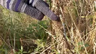 How to Pick Up a DragonFly Video