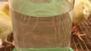 Малыши🦃🦃🦃 индюшата Конвертер