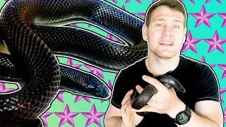 MEXICAN BLACK KINGSNAKE, IS IT A GOOD PET?