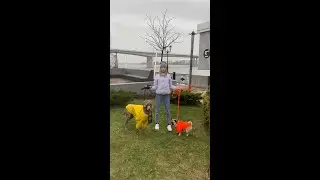 КАК Я ОКАЗАЛАСЬ У HOOOTDOGS?🤯 И ГДЕ МЯТА?!😱
