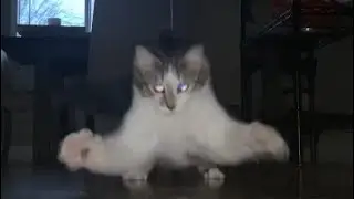 my cat running into the camera